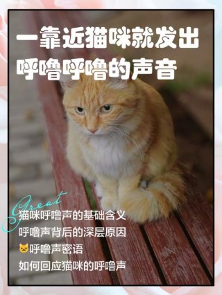 猫咪的呼噜声代表什么？猫的呼噜呼噜声对人有什么好处（最新）