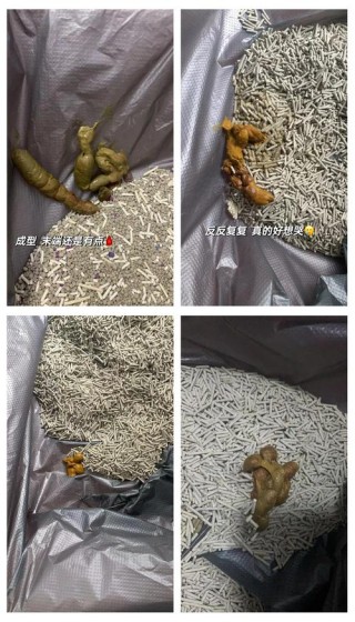 猫咪滴虫怎么治疗，猫咪滴虫治疗费用？