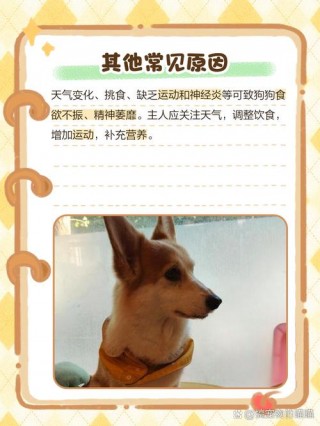 狗狗不精神是怎么回事，（狗狗不精神是怎么回事儿）