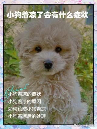 狗狗凉到了什么症状，（狗受凉了会有什么反应）