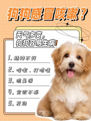 狗狗吹空调会不会感冒，狗狗吹空调会怕冷吗？