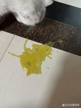 猫咪吐黄水拉稀不吃饭，猫咪吐黄水拉稀不吃饭怎么办？