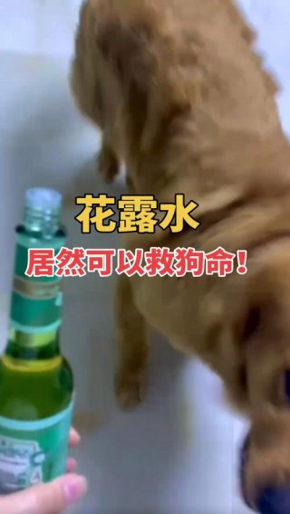 狗狗可以用花露水吗？狗狗可以用花露水吗洗澡吗（最新）