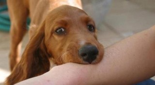 狗狗被蜈蚣咬了怎么办，（狗被蜈蚣咬了会得狂犬病吗）