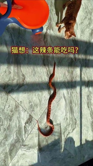 猫咪能吃辣条吗？猫咪可以吃辣条不（最新）
