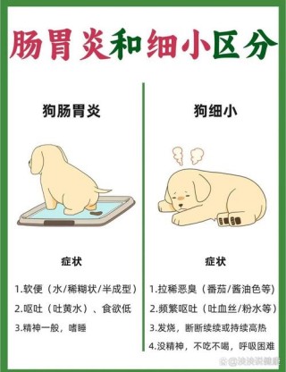 细小狗狗恢复期表现？细小狗狗好转的征兆（最新）