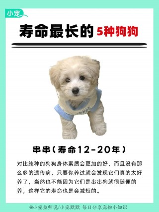 狗狗能吃粉条吗，（狗狗能吃粉丝吗?）