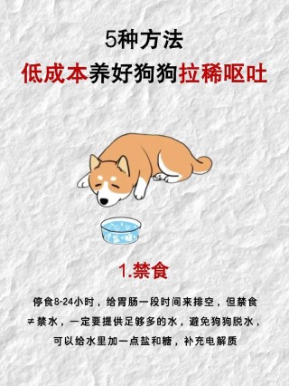 狗狗腹泻怎么办，狗狗拉肚肚怎么办？