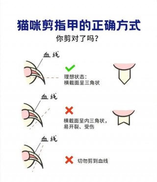 猫咪很凶不让剪指甲？猫不让剪指甲怎么办发疯（最新）