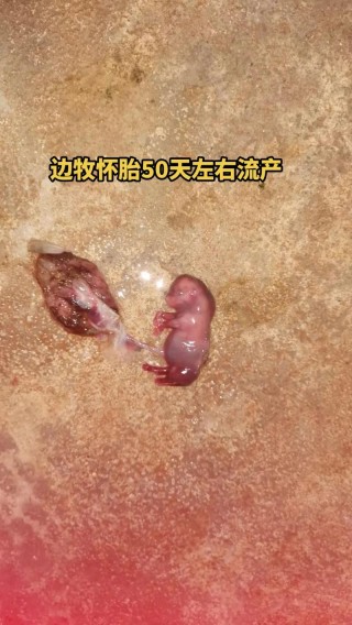 怎么样判断狗狗流产，（怎么快速判断狗狗流产）