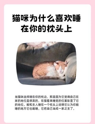 猫咪喜欢睡枕头原因，猫咪喜欢睡枕头原因是什么？