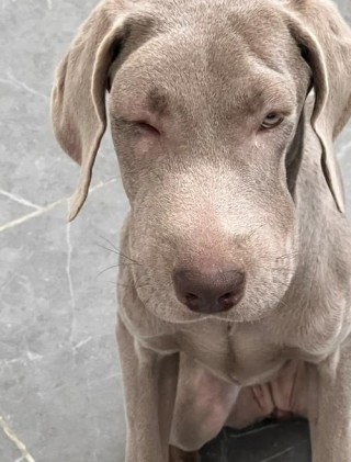 狗狗脸肿了会自然好吗，（狗狗脸肿了不舒服是什么原因?）