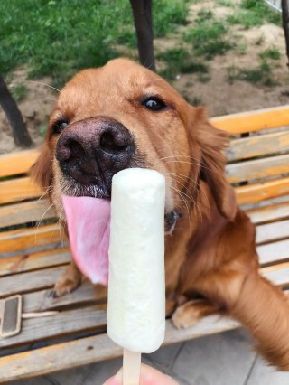 狗狗可以吃雪糕吗，（狗能不能吃雪糕?）
