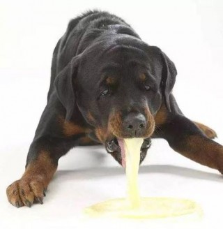 狗狗吃东西不消化怎么办，（狗狗吃的东西不消化吐了该怎么办）