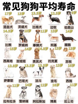 什么狗狗寿命最长，（哪种狗寿命最长排名）