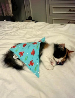 猫咪打完针后没精神？猫咪打完针后没精神怎么办（最新）