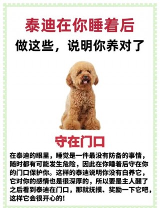 狗狗很依赖主人的表现，（狗狗很依赖主人的表现）