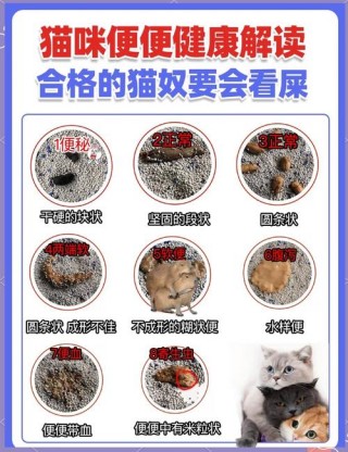 猫咪的便便什么是正常？猫咪便便的正常形态（最新）