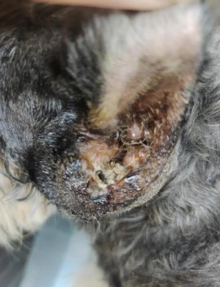 狗狗耳朵发炎流脓用什么药？狗狗耳朵发炎流脓怎么办用什么药（最新）