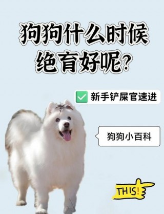 狗狗绝育的最佳时间？做绝育手术多少钱（最新）