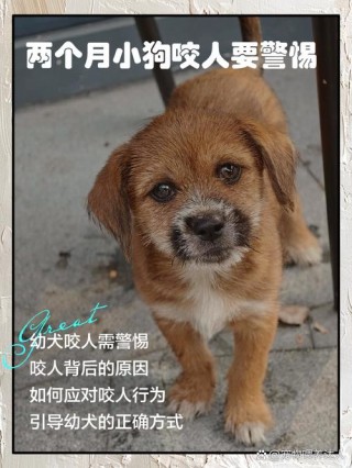 怎么训练狗狗不乱咬东西，怎么样训练狗狗不咬人？