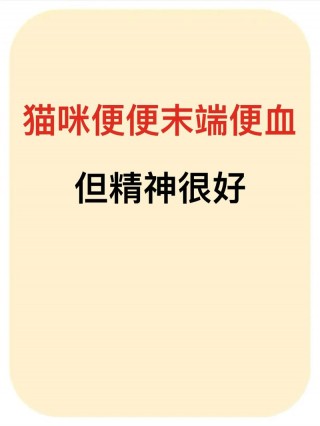 猫咪拉血但是精神很好，（猫咪拉血但是精神很好正常吗）