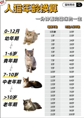 猫咪几个月为一岁，（猫几个月就是一岁）