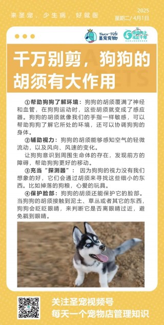 狗狗的胡子有什么作用，狗狗的胡子有什么作用和功效？