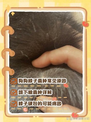 狗狗淋巴肿大会自愈么，狗狗淋巴结肿大？