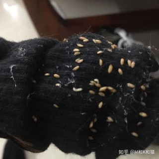 猫咪身上黑色的小虫？猫咪身上黑色的小虫跑的很快（最新）