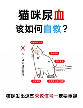 猫咪尿路感染能自愈吗？猫咪尿路感染能自愈吗女性（最新）