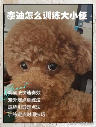 怎么教泰迪狗狗上厕所？怎样教泰迪狗狗大小便（最新）