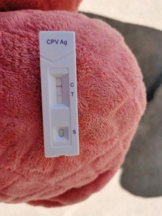 狗狗检测细小多少钱，（给狗检查细小的多少钱）