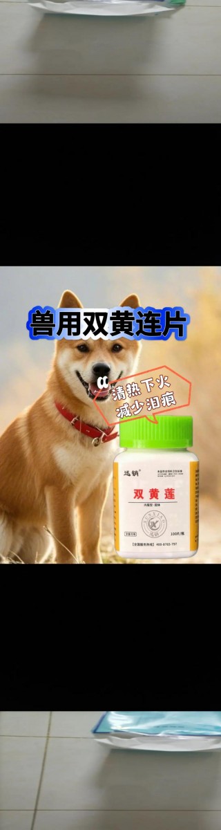 狗狗尿很黄是怎么了？狗狗尿发黄怎么办（最新）