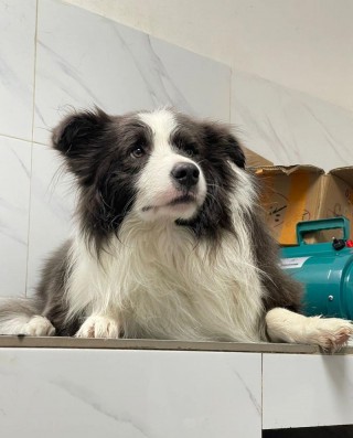 狗狗屁股流血怎么办，狗狗的屁股出血该怎么办？