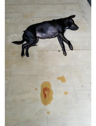 狗狗怀孕会流血吗，（狗狗怀孕期间会流血吗）