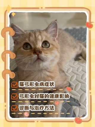 猫咪弓形虫怎么治疗，（猫咪弓形虫治疗周期）