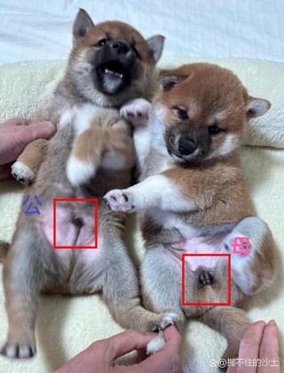 怎么判断狗狗公母？怎么辨认狗狗公母（最新）