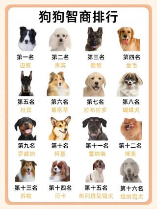 好养的狗狗排名？比较好养的狗（最新）