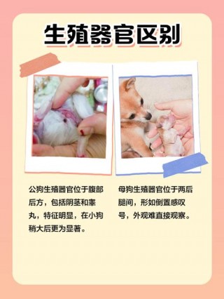狗狗对新生儿有影响吗？狗对婴儿的影响有多大（最新）
