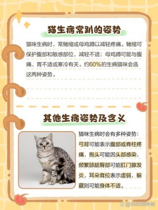 猫咪难受的表现，（猫咪很难受）