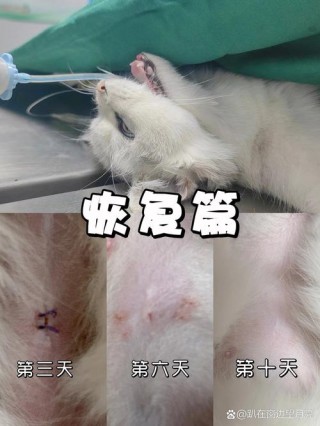 猫咪麻醉多久能醒？猫猫麻醉后多久醒（最新）
