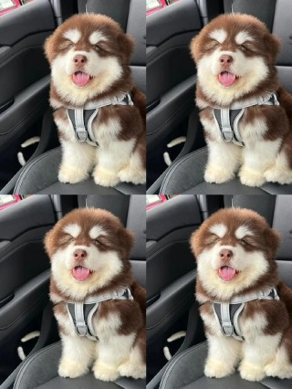 狗狗不活泼怎么办，（狗狗不活泼怎么办呢）