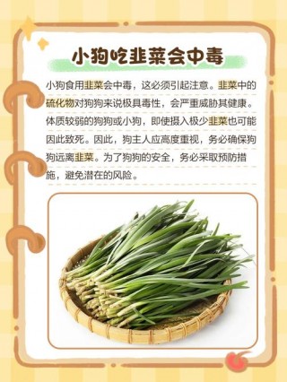 狗狗吃了韭菜怎么办，狗狗吃了韭菜怎么恢复？