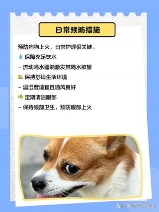 狗狗可以吃绿豆稀饭吗？狗可以吃绿豆粥吗（最新）