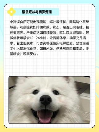 狗狗吃了苍蝇怎么办？狗狗误食苍蝇怎么办（最新）