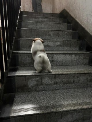 狗狗爬楼梯好吗，狗狗爬楼梯好吗图片？