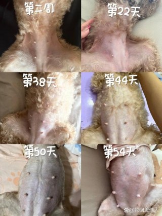 狗狗多久生宝宝，狗狗多久生宝宝泰迪？