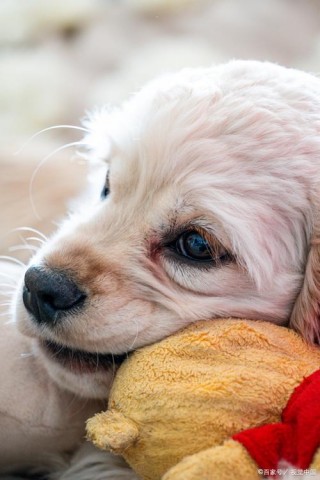 狗狗能吃庆大霉素吗？狗能吃庆大霉素嘛（最新）