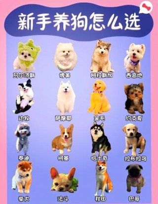 不会掉毛的狗狗有哪些，（不会掉毛的小型犬有哪些）